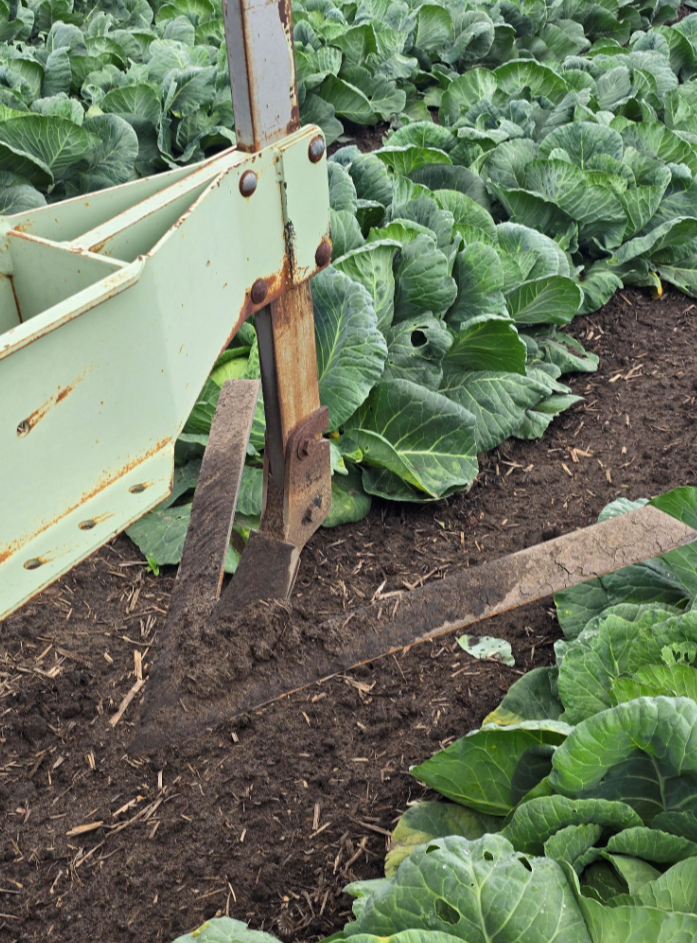 Cabbage field june 26.png